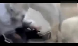 大尺度搞笑短视频,笑翻全场！大尺度搞笑短视频盘点